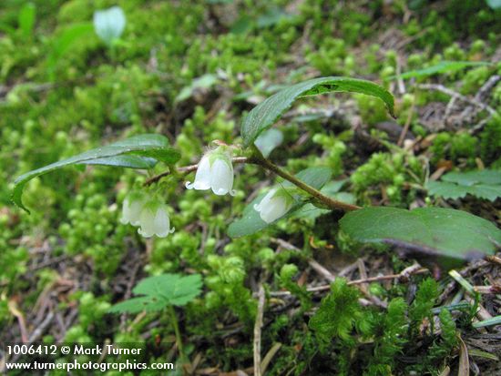 Gaultheria ovatifolia