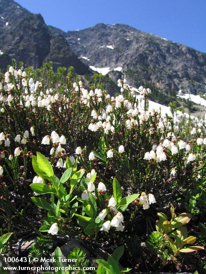Cassiope mertensiana