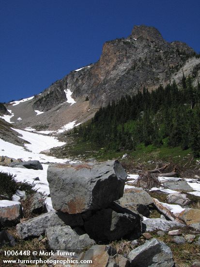 Abies lasiocarpa