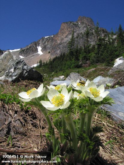 Anemone occidentalis