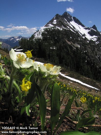 Anemone occidentalis; Erythronium grandiflorum