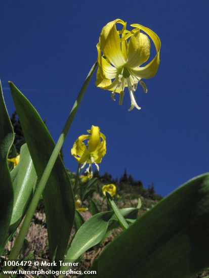 Erythronium grandiflorum