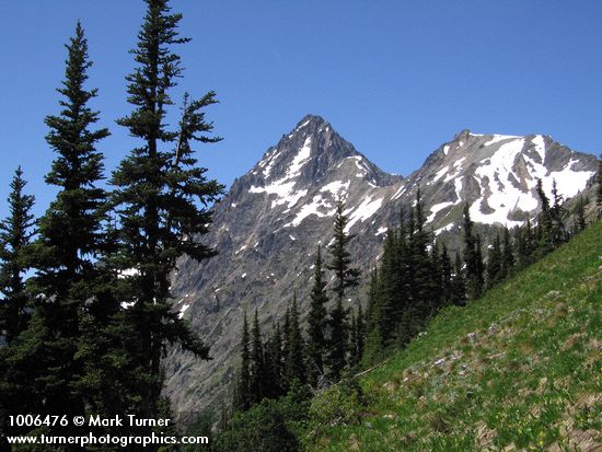 Abies lasiocarpa