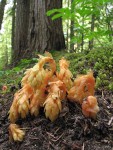 Pinesap emerging from ground