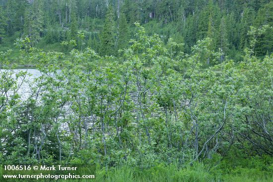 Salix sitchensis