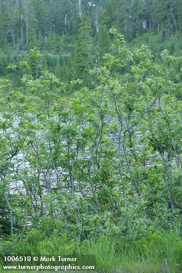 Salix sitchensis