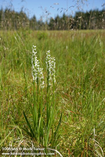 Platanthera dilatata