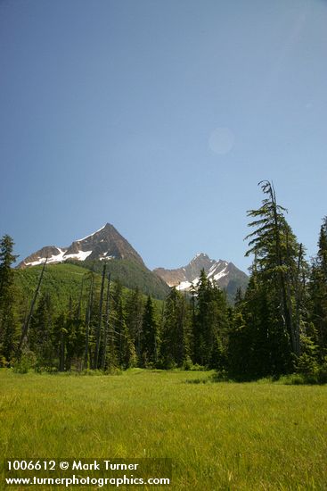 Tsuga mertensiana; Chamaecyparis nootkatensis