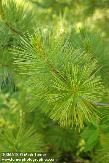Pinus monticola
