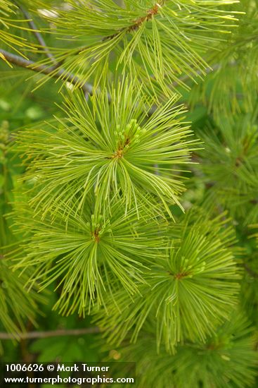 Pinus monticola