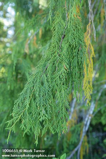 Chamaecyparis nootkatensis
