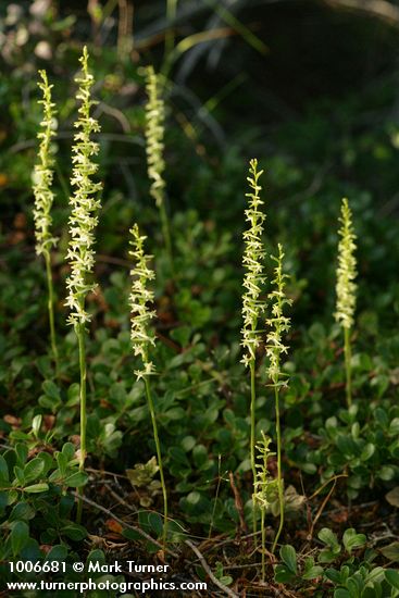 Piperia transversa