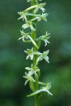 Royal Rein Orchid blossoms detail