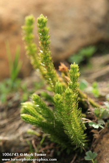 Huperzia haleakalae