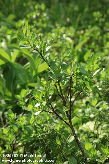 Salix barclayi