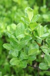 Grayleaf Willow