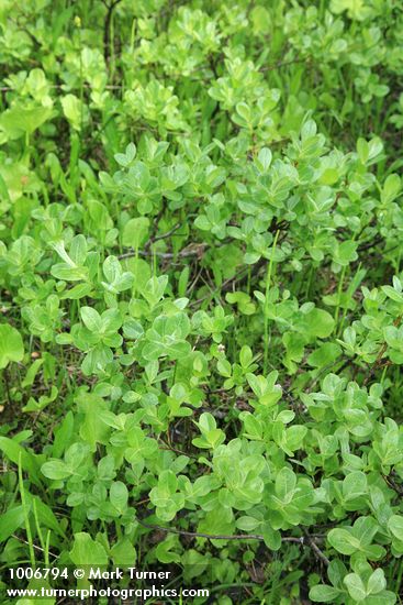 Salix glauca