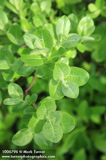 Salix glauca