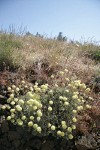 Douglas's Buckwheat