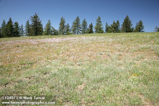 Antennaria luzuloides; Allium douglasii; Pinus ponderosa