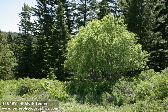Salix scouleriana