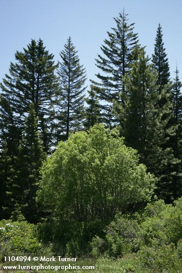 Salix scouleriana
