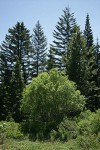 Scouler's Willow