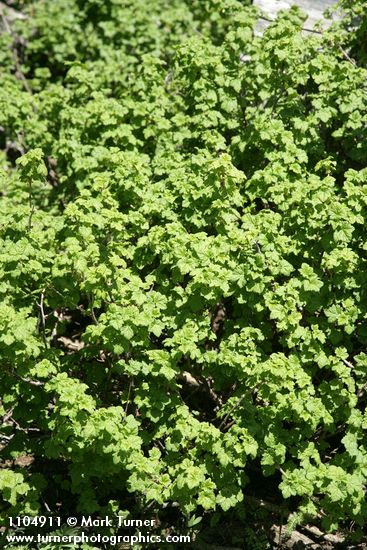 Ribes watsonianum