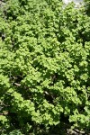 Spiny Gooseberry