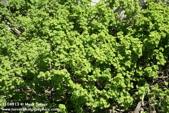 Ribes watsonianum