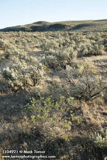 Eriogonum microthecum (var. laxiflorum)