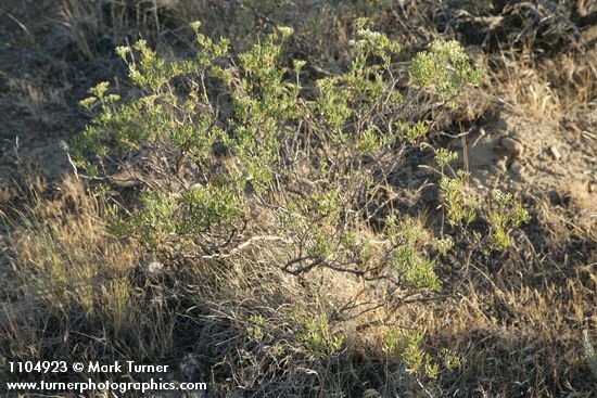 Eriogonum microthecum (var. laxiflorum)