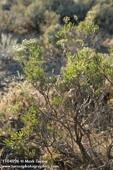 Eriogonum microthecum (var. laxiflorum)