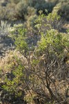 Slenderbush Buckwheat