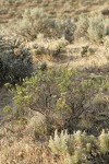 Slenderbush Buckwheat