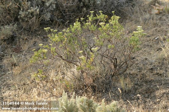 Eriogonum microthecum (var. laxiflorum)