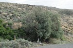 Russian Olive