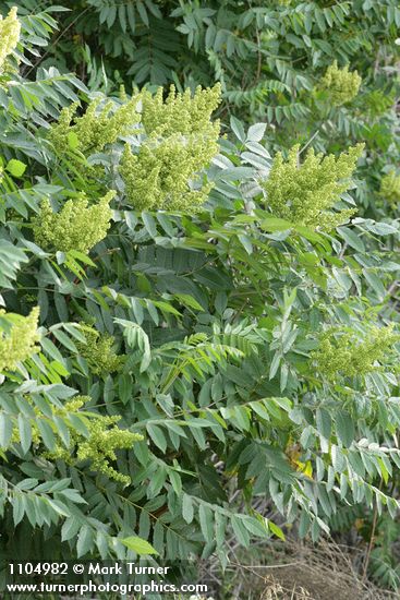 Rhus glabra