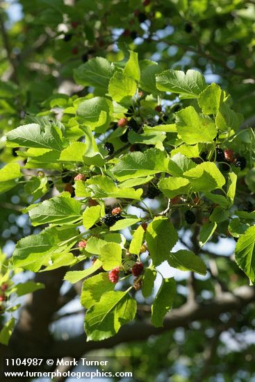 Morus alba