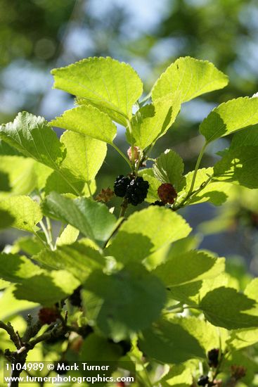 Morus alba