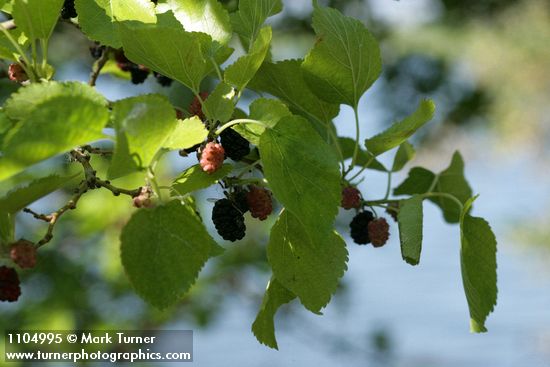 Morus alba