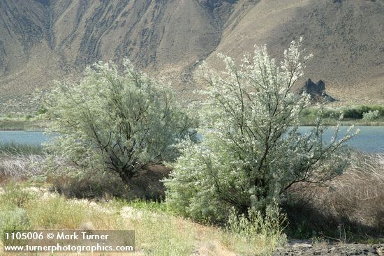 Elaeagnus angustifolia
