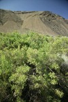 Greasewood