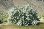 Russian Olive