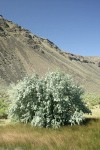 Russian Olive