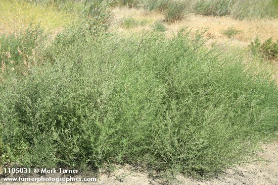Salsola tragus