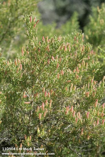 Sarcobatus vermiculatus