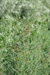 Alkali Swainsonpea