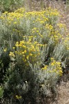 Gray Horsebrush