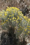 Gray Horsebrush